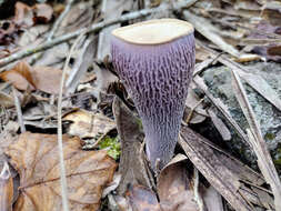 Image of Gomphus ludovicianus R. H. Petersen, Justice & D. P. Lewis 2014