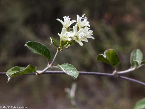 Image of Hildebrandtia valo T. Deroin