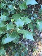 Image of Native holly