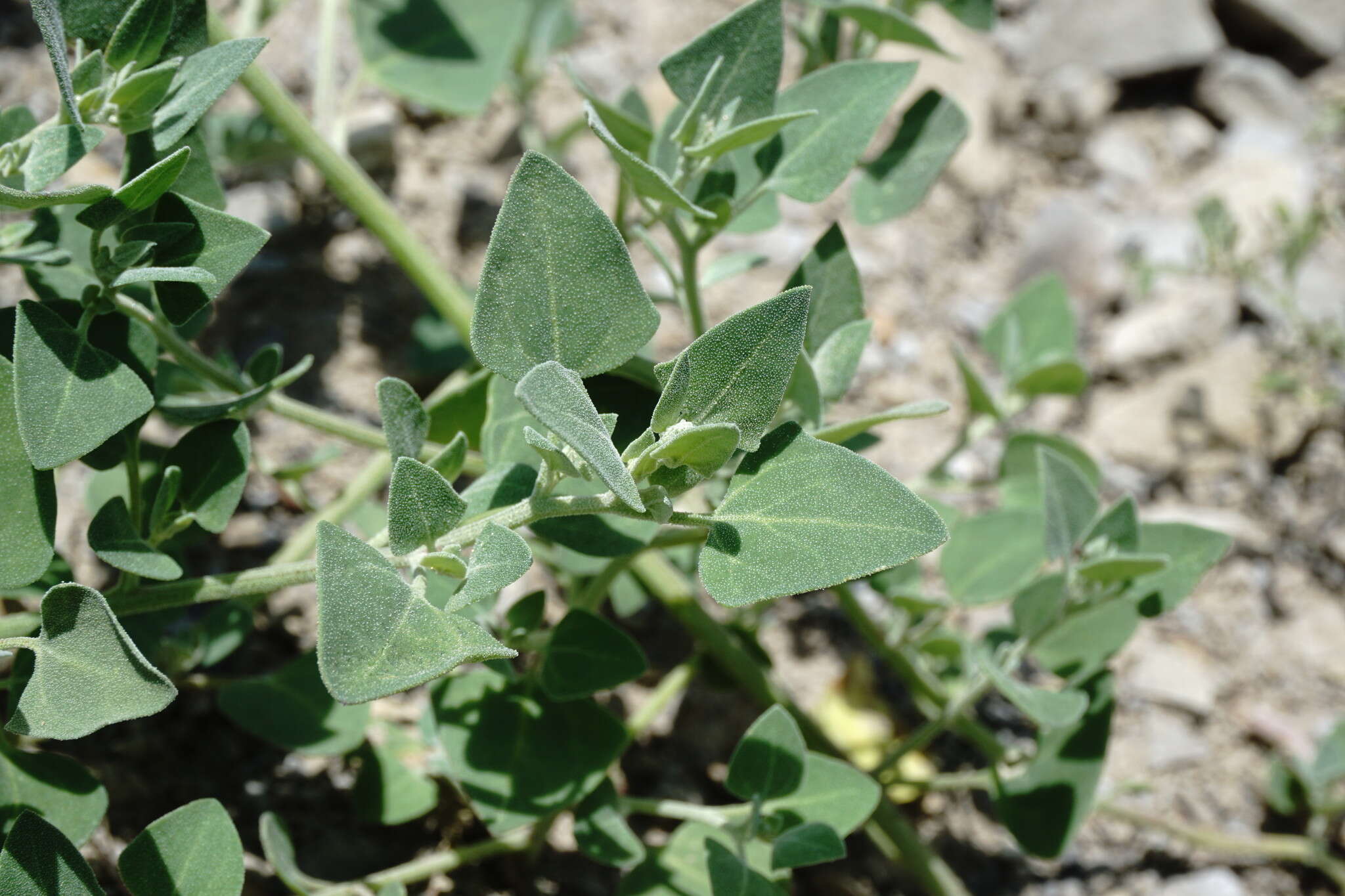 Image of Chenopodium sosnowskyi Kapeller