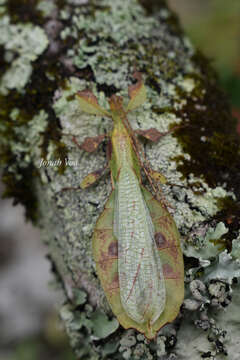 Image of Pulchriphyllium rimiae (Seow-Choen 2017)