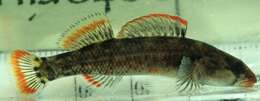 Image of Lipstick darter