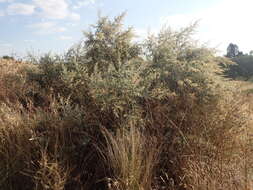 Image of Camphor bush