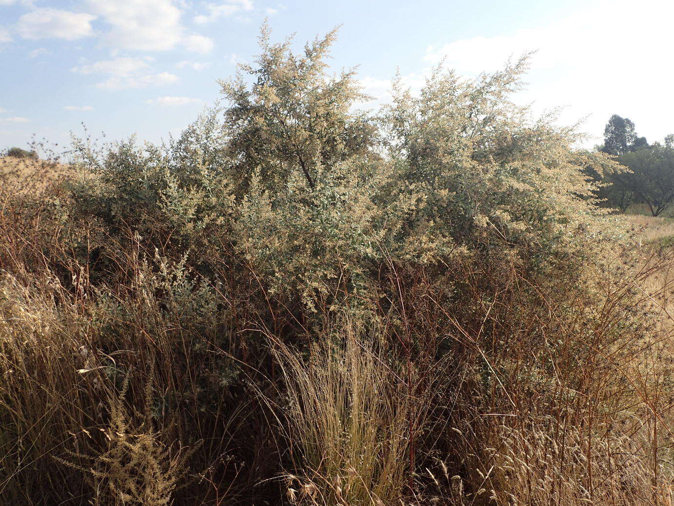 Image of Camphor bush