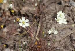 Imagem de Platystigma linearis Benth.