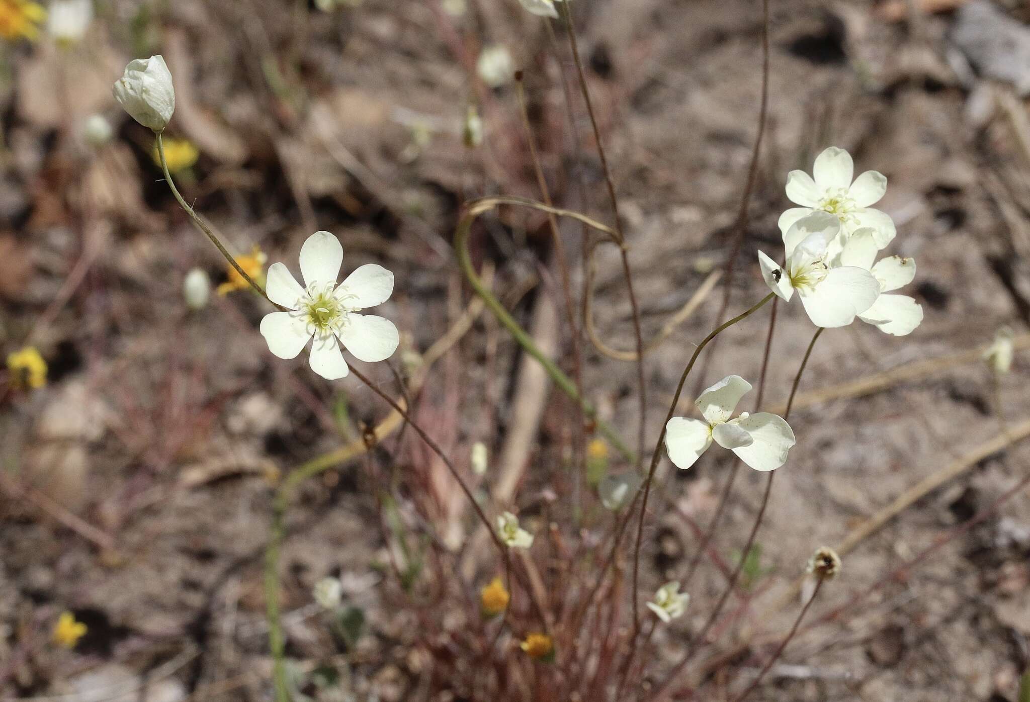 Image of narrowleaf queen poppy