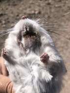 Image of banner-tailed kangaroo rat