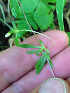 Image of Coast Range linanthus