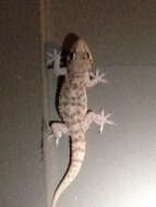 Image of mediterranean house gecko