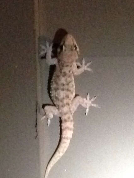 Image of mediterranean house gecko