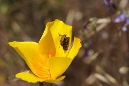 Image of Cadeguala occidentalis (Haliday 1836)