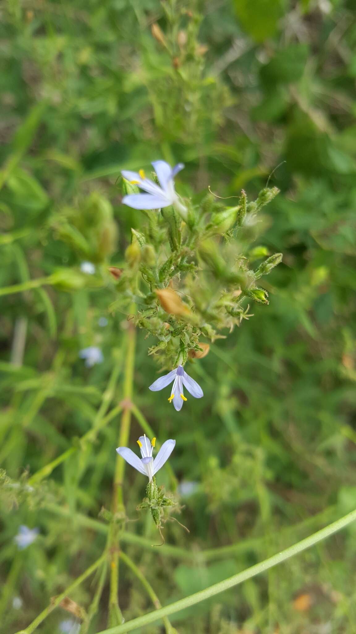 Image of smallflower wrightwort