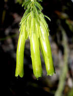 Image of Erica unicolor subsp. unicolor