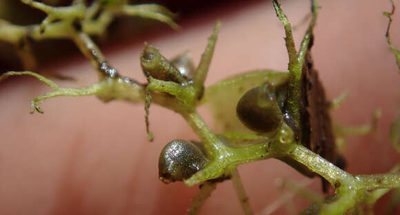 صورة Utricularia raynalii P. Taylor