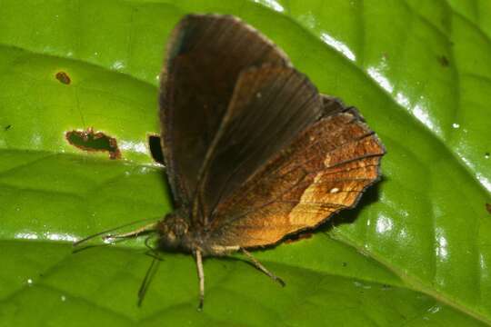 Image of Pedaliodes asconia Thieme 1905