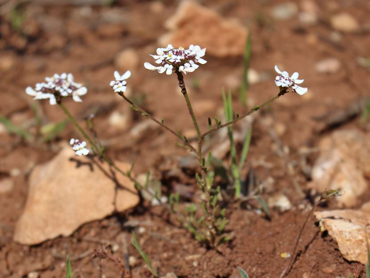 Plancia ëd Iberis pectinata Boiss.