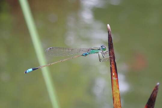 Image of Senegal bluetail