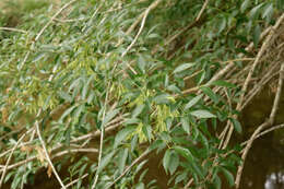 Imagem de Fraxinus velutina Torr.