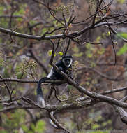 Image of Colobus guereza occidentalis (de Rochebrune 1887)