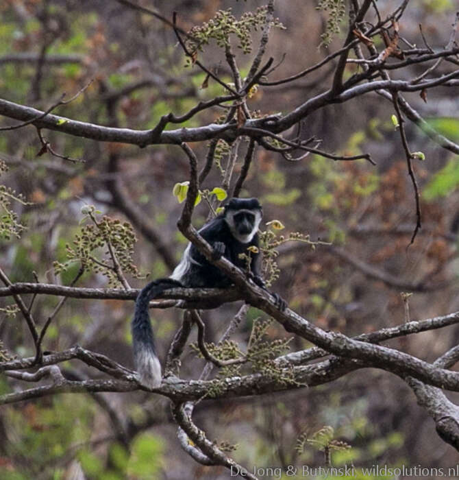 Image of Colobus guereza occidentalis (de Rochebrune 1887)