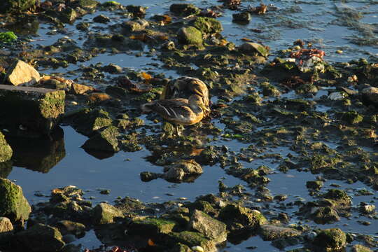 Image of yellow-billed pintail