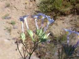 Image de Eriastrum eremicum subsp. yageri (M. E. Jones) Mason