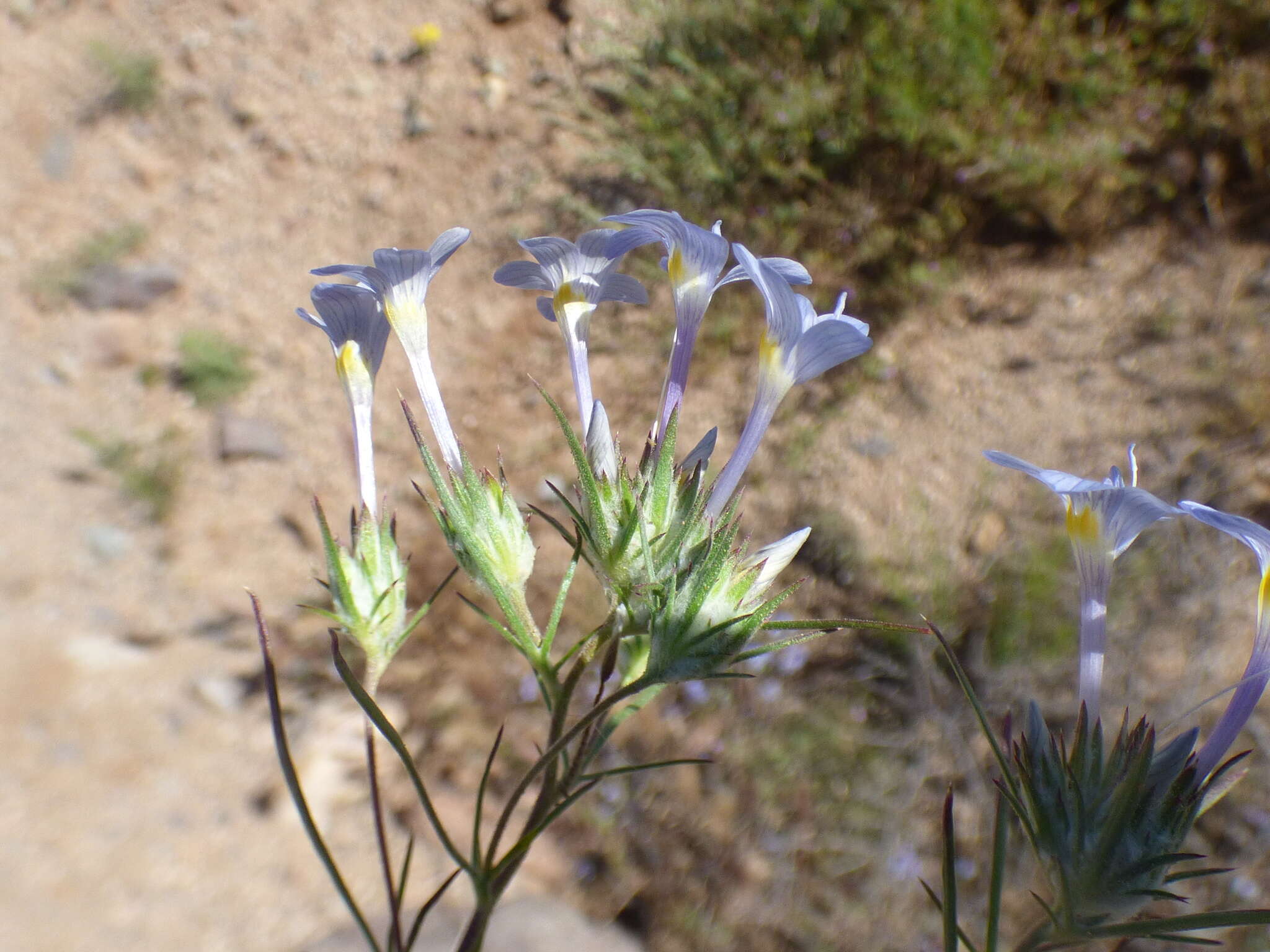 Imagem de Eriastrum eremicum subsp. yageri (M. E. Jones) Mason