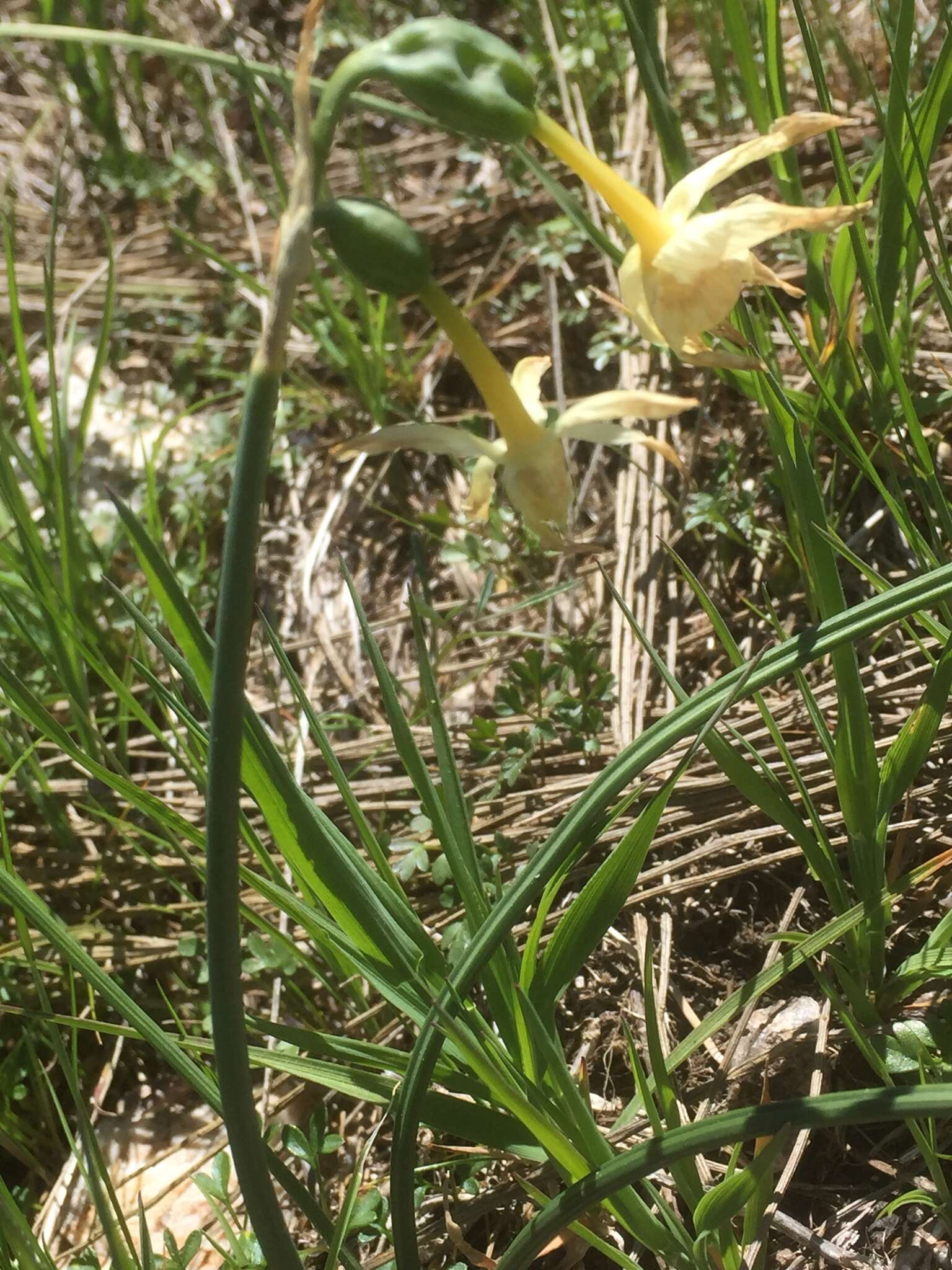 Image de Narcissus triandrus L.