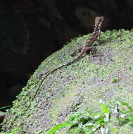 Image of Giant Forest Dragon