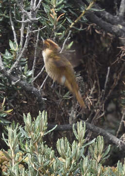 Image of Oxypogon Gould 1848