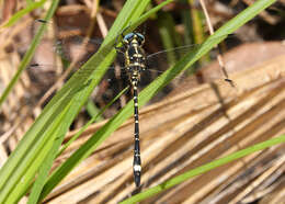 Слика од Eusynthemis deniseae Theischinger 1977