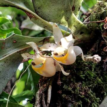 Image of Benzingia palorae (Dodson & Hirtz) Dressler