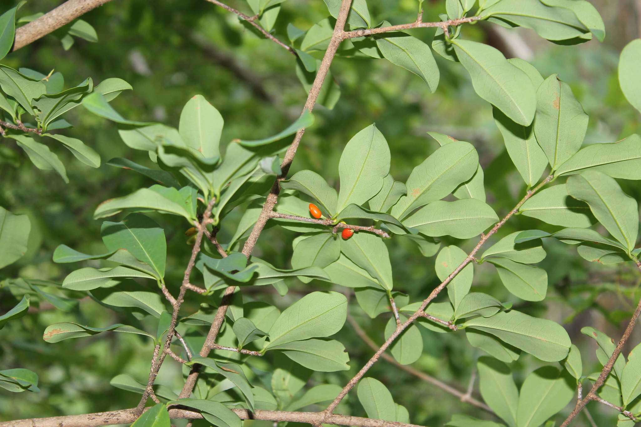 Image of Erythroxylum mexicanum Kunth