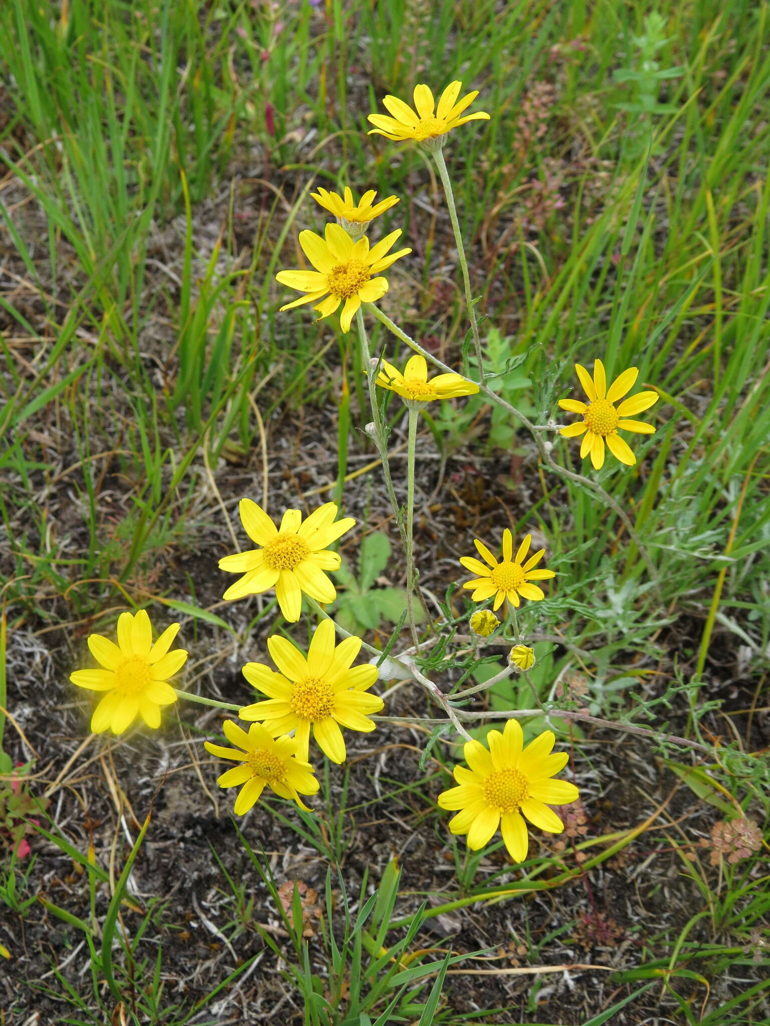 Image of common woolly sunflower