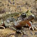 Image of Moroccan Midwife Toad