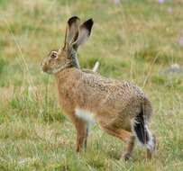 Image of Broom Hare