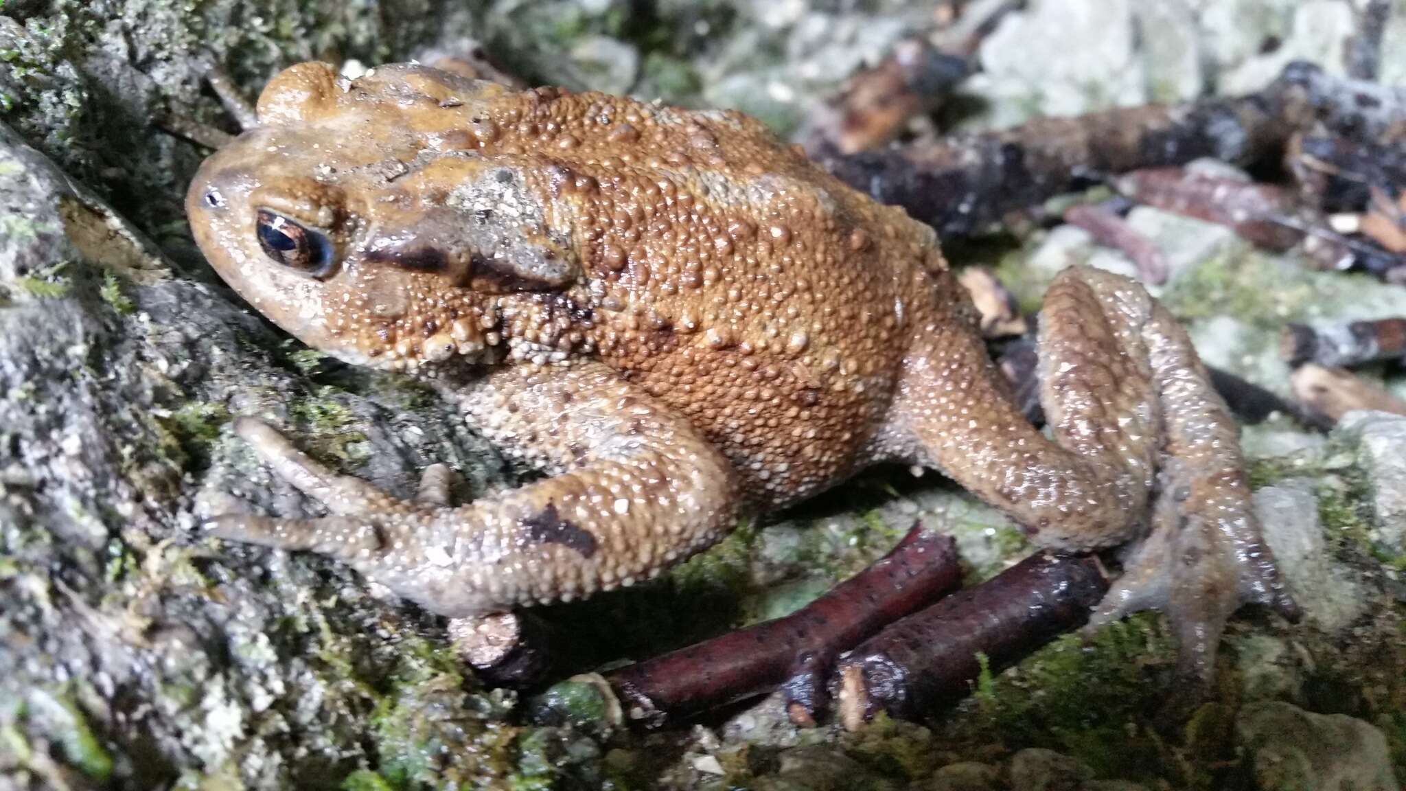 Bufo verrucosissimus (Pallas 1814) resmi