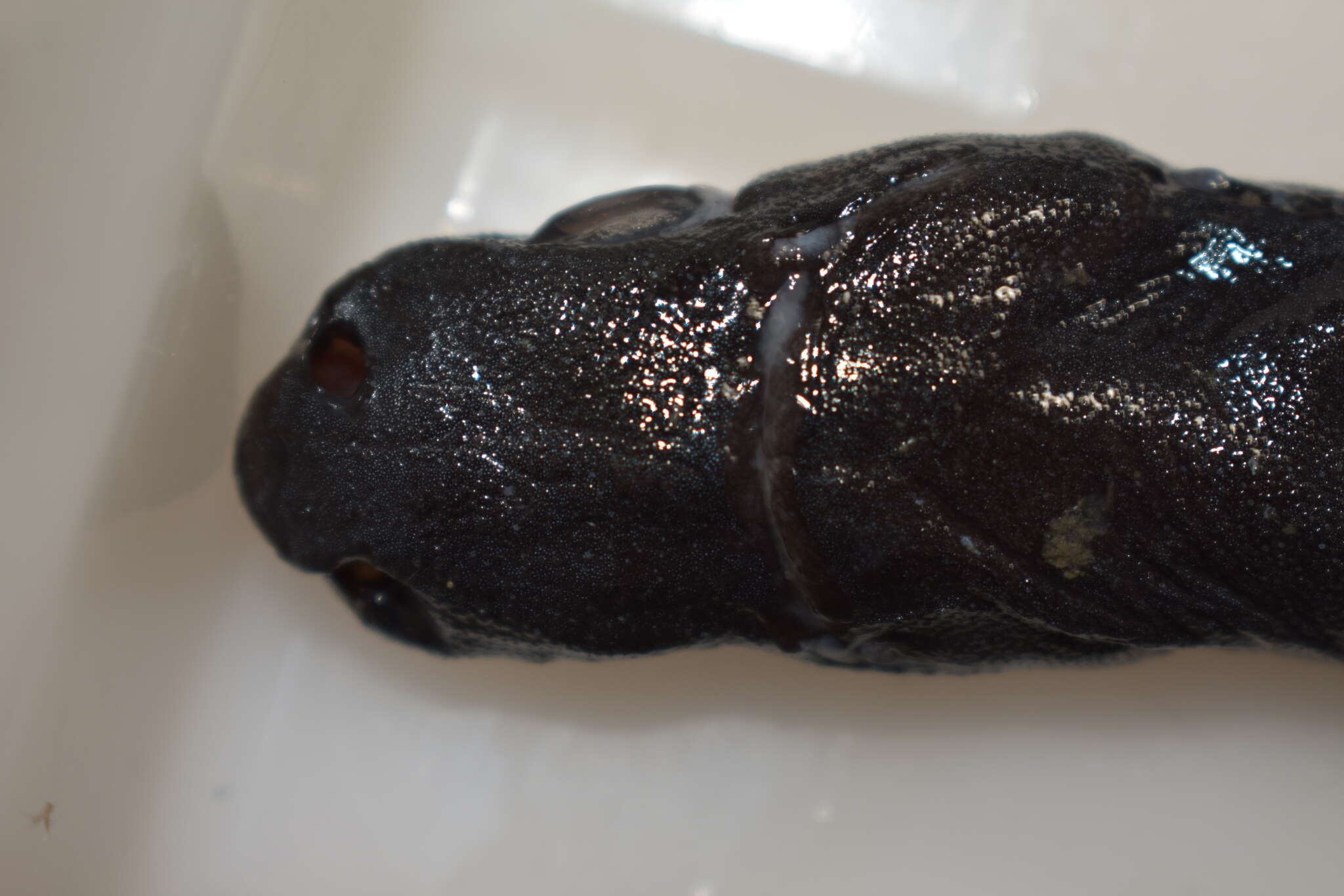 Image of Smooth Lanternshark