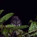 Image of Dusky Nightjar