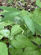 Image of Polygonatum biflorum var. biflorum