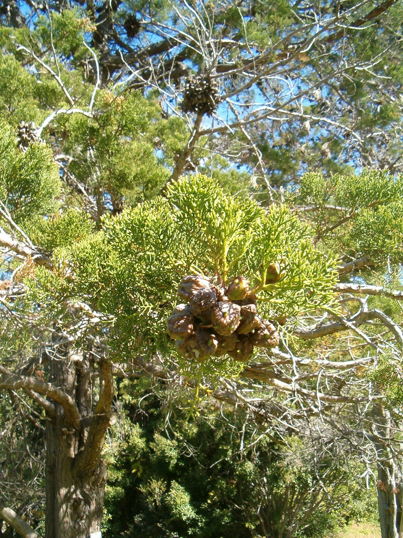 Image of Cape Cypress
