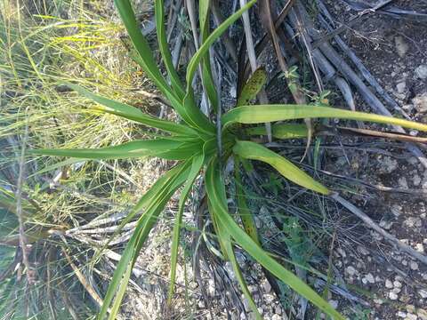 Image of Texas yucca