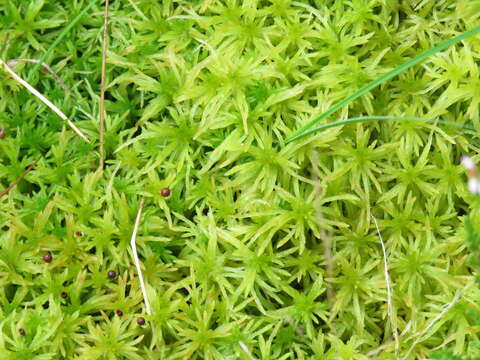 Image of sphagnum