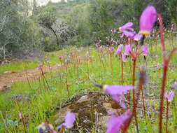 Imagem de Dodecatheon hendersonii subsp. hendersonii