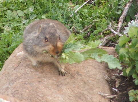 Image of Sloggett's Vlei Rat