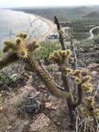 Image of Cylindropuntia alcahes (F. A. C. Weber) F. M. Knuth