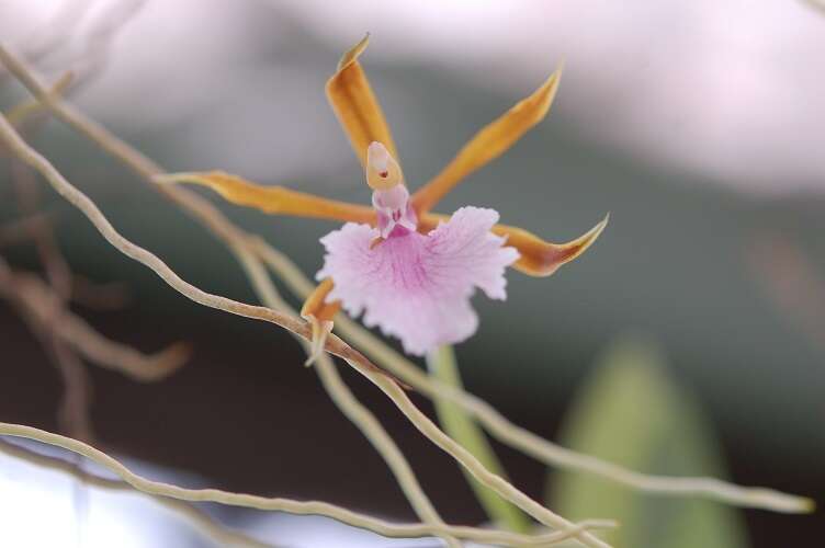 Image of Rhynchostele stellata (Lindl.) Soto Arenas & Salazar