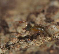 Image of Pseudoscorpion