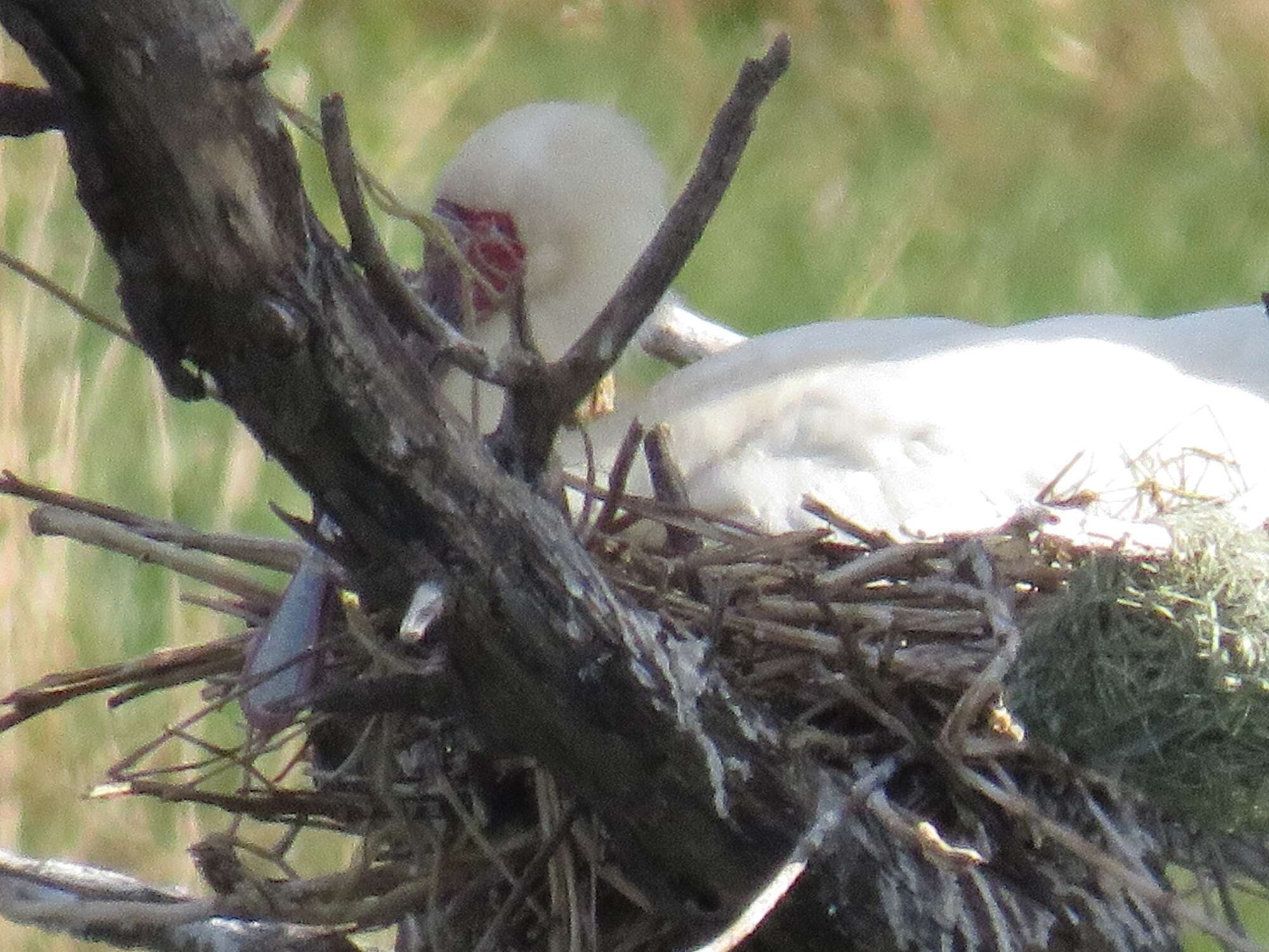 Image of African Spoonbill