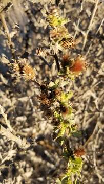 Image of sawtooth goldenbush